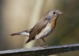 Red-breasted Flycatcher