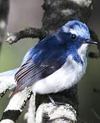 Ultramarine Flycatcher