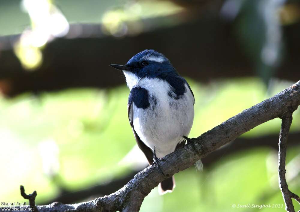 Ultramarine Flycatcher male adult, close-up portrait