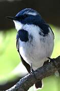 Ultramarine Flycatcher