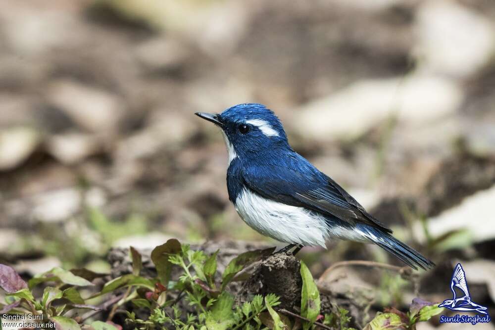 Ultramarine Flycatcher male adult, identification