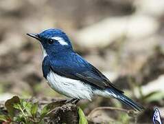 Ultramarine Flycatcher