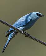 Verditer Flycatcher