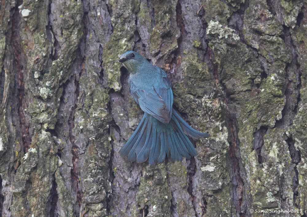 Verditer Flycatcher