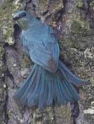 Verditer Flycatcher