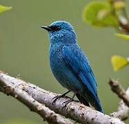 Verditer Flycatcher