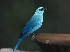 Verditer Flycatcher