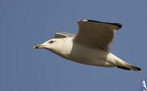 Lesser Black-backed Gull