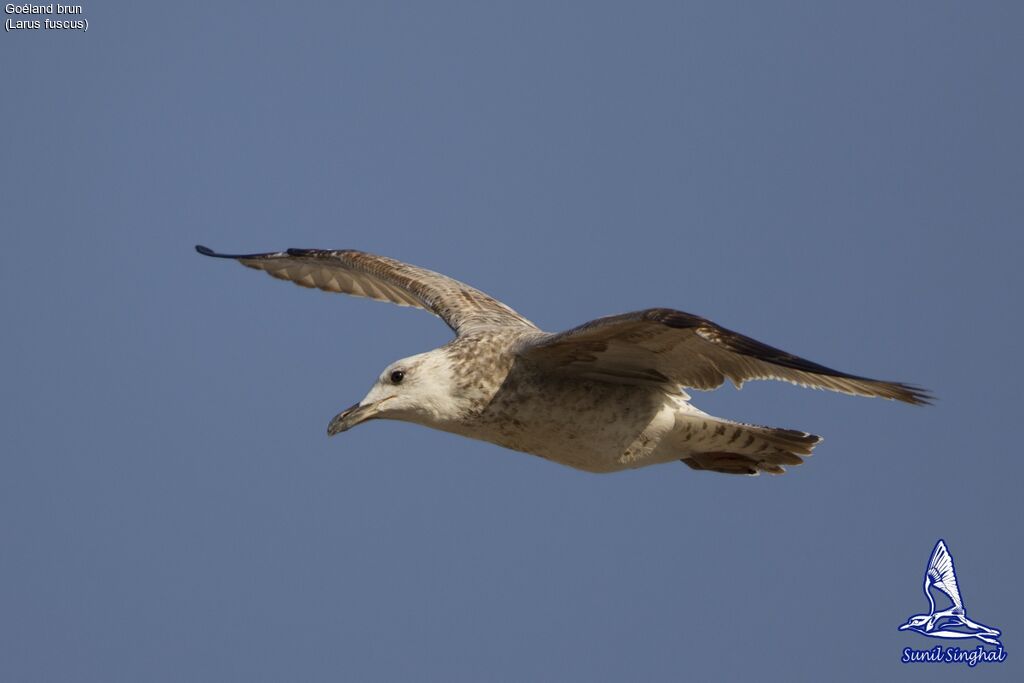 Lesser Black-backed Gulljuvenile, Flight