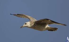 Lesser Black-backed Gull