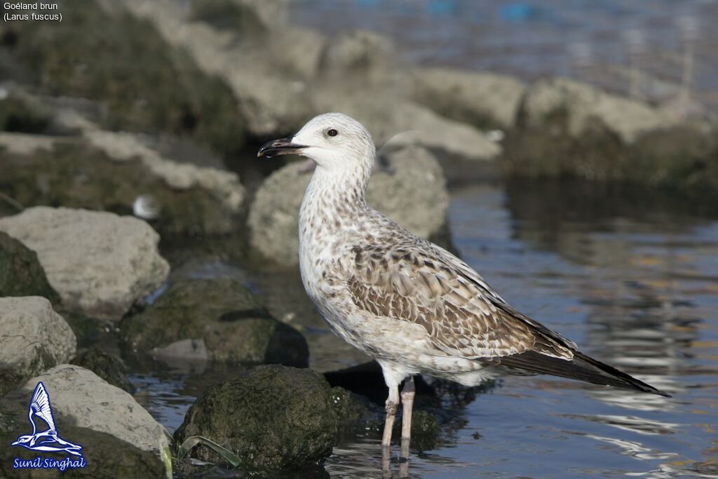 Goéland brunjuvénile, identification, portrait