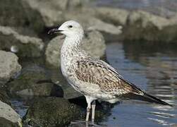 Lesser Black-backed Gull