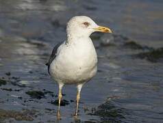 Lesser Black-backed Gull