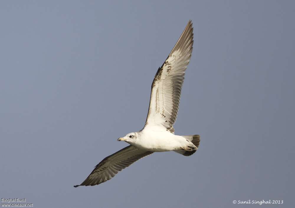 Pallas's GullSecond year, pigmentation, Flight