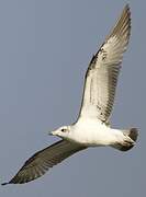 Pallas's Gull