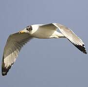 Pallas's Gull