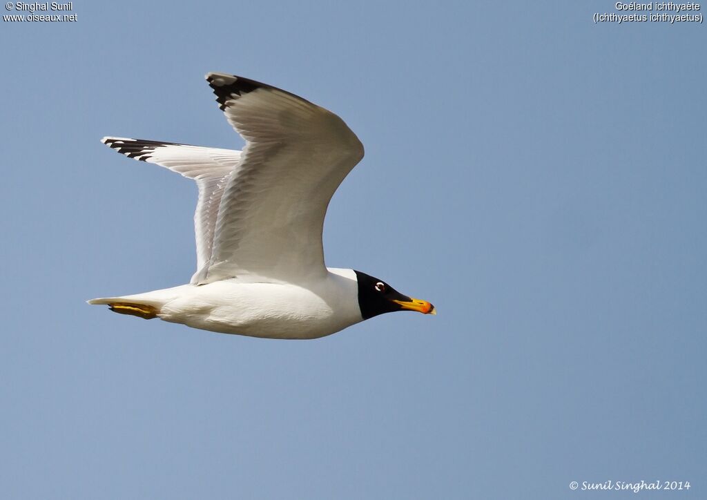 Pallas's Gulladult, Flight