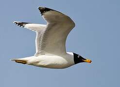 Pallas's Gull