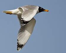 Pallas's Gull