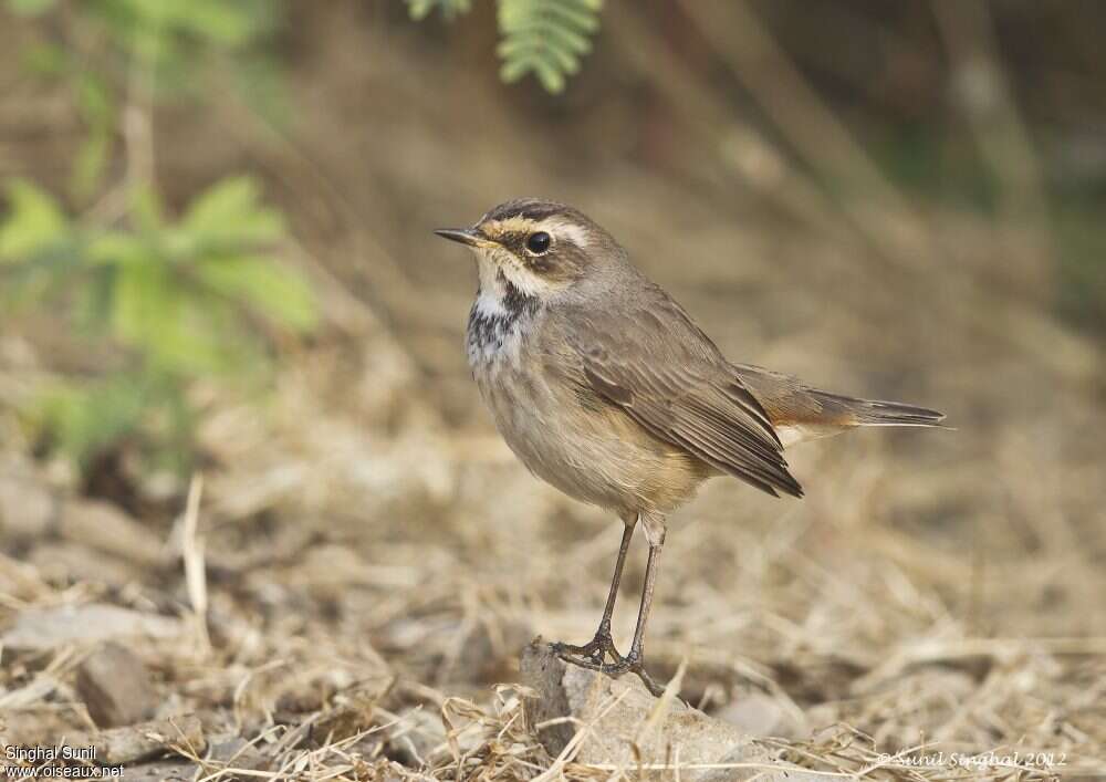 Bluethroat female adult, identification