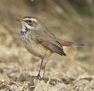 Bluethroat