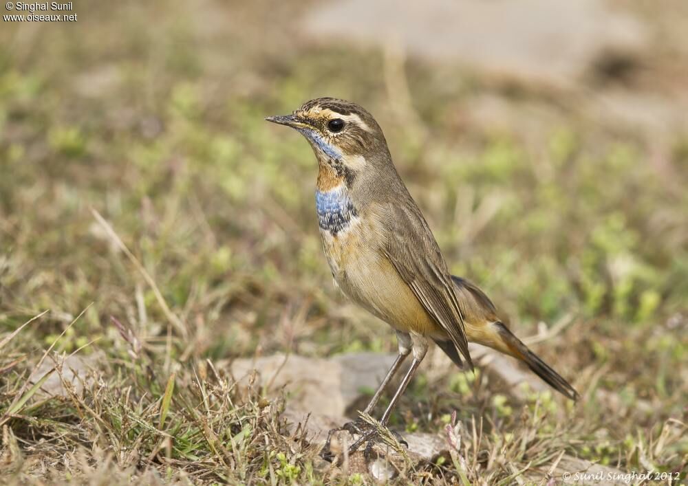 Bluethroat male adult, identification