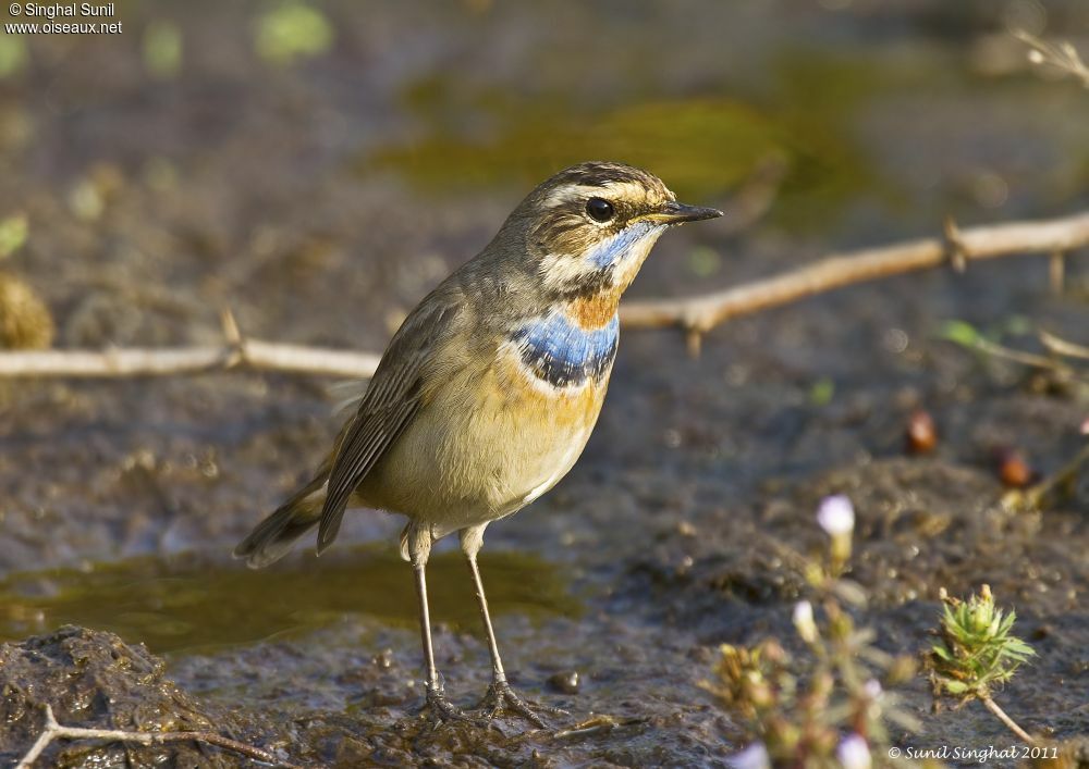 Gorgebleue à miroir mâle adulte, identification