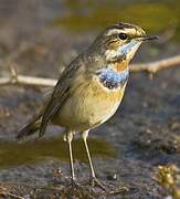 Bluethroat