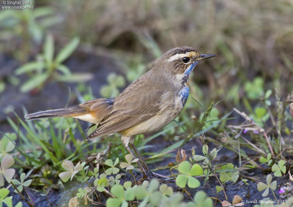 Bluethroat male adult, identification