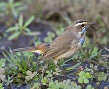 Bluethroat