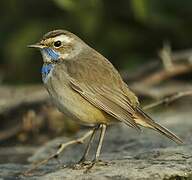 Bluethroat