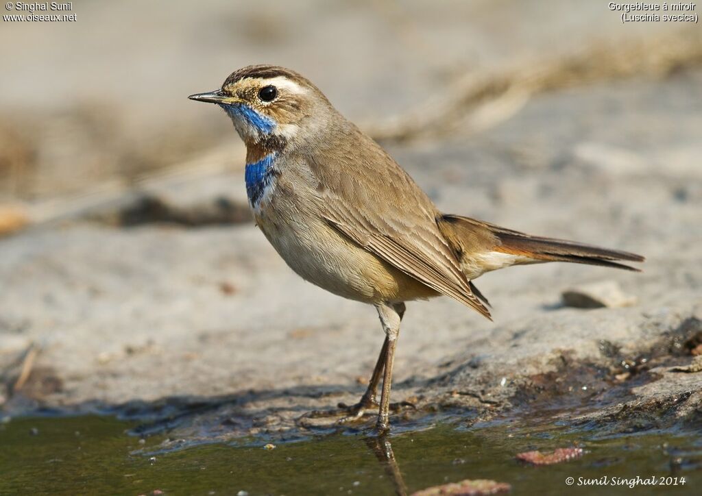 Bluethroat male adult, identification