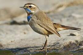 Bluethroat