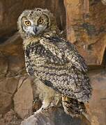 Eurasian Eagle-Owl