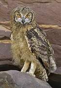 Eurasian Eagle-Owl