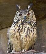 Eurasian Eagle-Owl