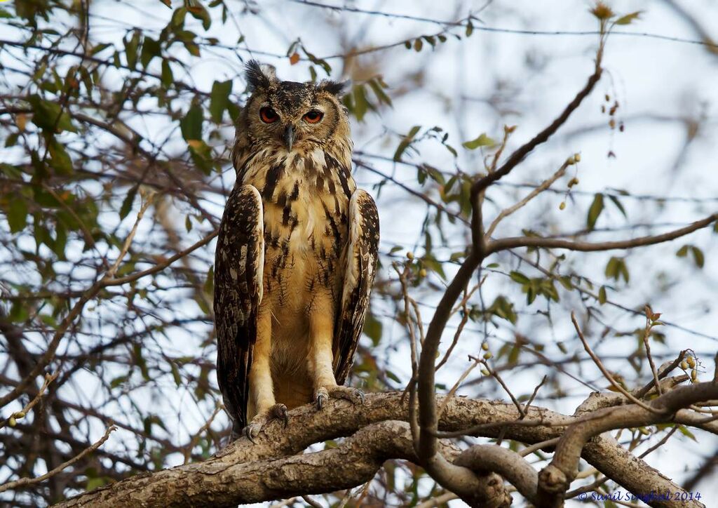 Eurasian Eagle-Owl female adult, identification