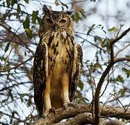 Eurasian Eagle-Owl