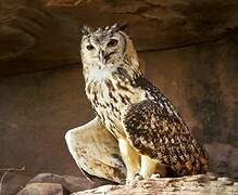 Eurasian Eagle-Owl