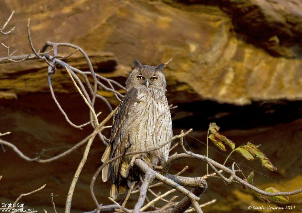 Dusky Eagle-Owladult, identification