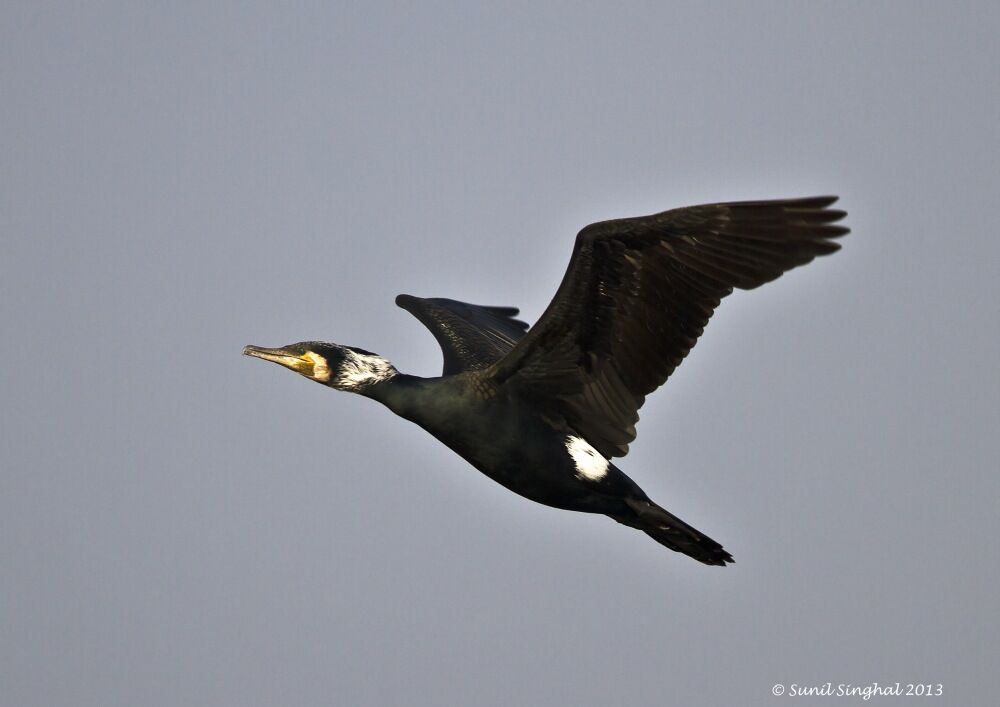 Great Cormorant