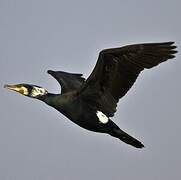 Great Cormorant