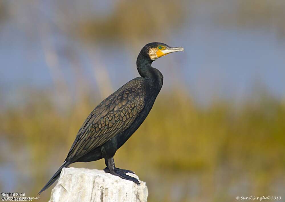 Great Cormorantadult, identification