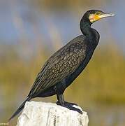 Great Cormorant