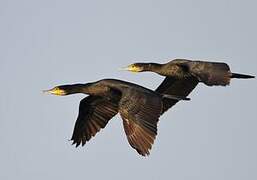 Great Cormorant