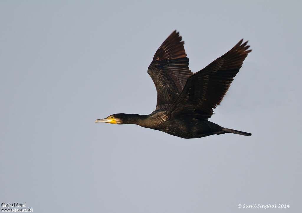 Grand Cormoranadulte, Vol