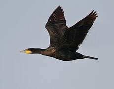 Great Cormorant