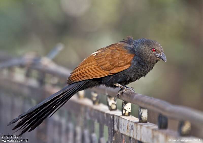 Greater Coucaladult, identification