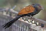 Grand Coucal