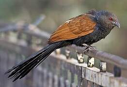 Greater Coucal